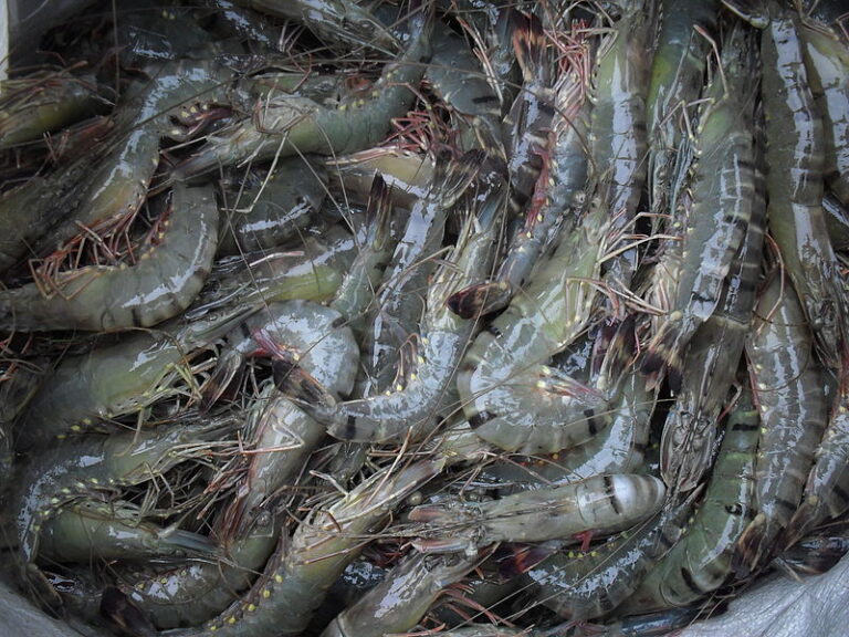 Chilika_Prawn-CCB