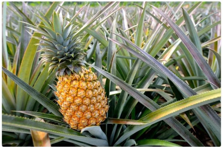 Pinapple-CCB