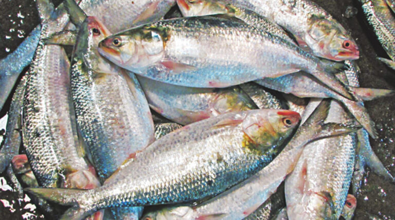 hilsa-fish-CCB